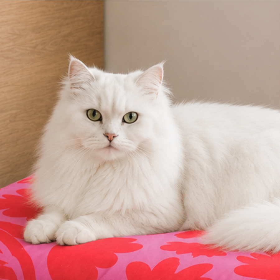 Cat lounging on a custom pet bed